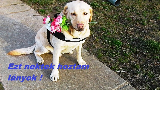 Sok szeretet a nőknek a Nőnapon is !